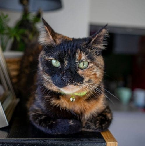 brown and black tortoiseshell cat in a loaf position