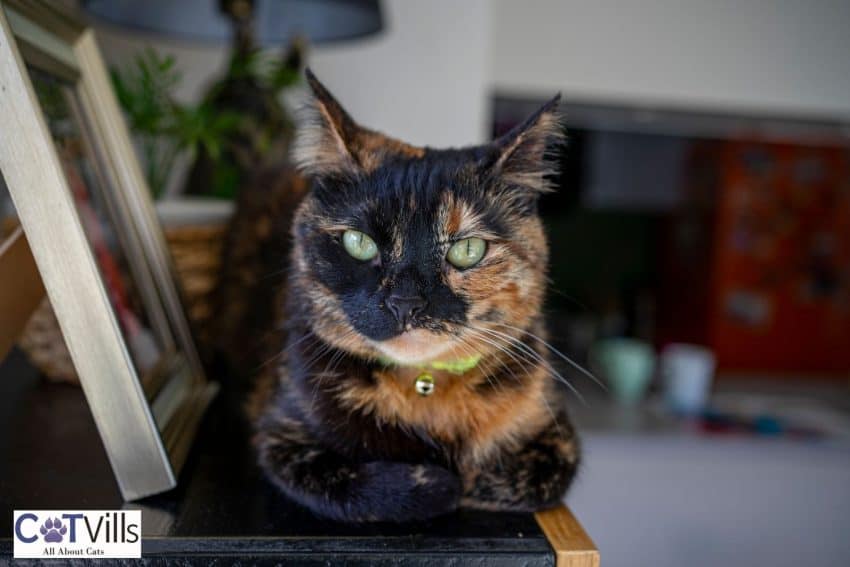 brown and black tortoiseshell cat in a loaf position