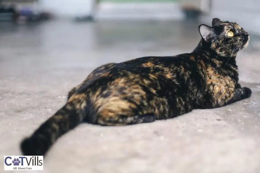 brown and black tortoiseshell cat lying on the floor