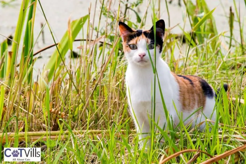 tortoiseshell cat behind the grasses