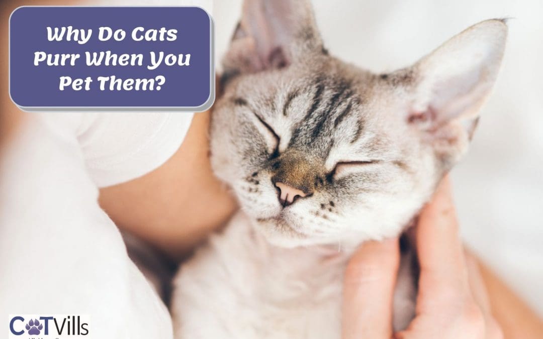 Why Do Cats Purr When You Pet Them? 7 Reasons