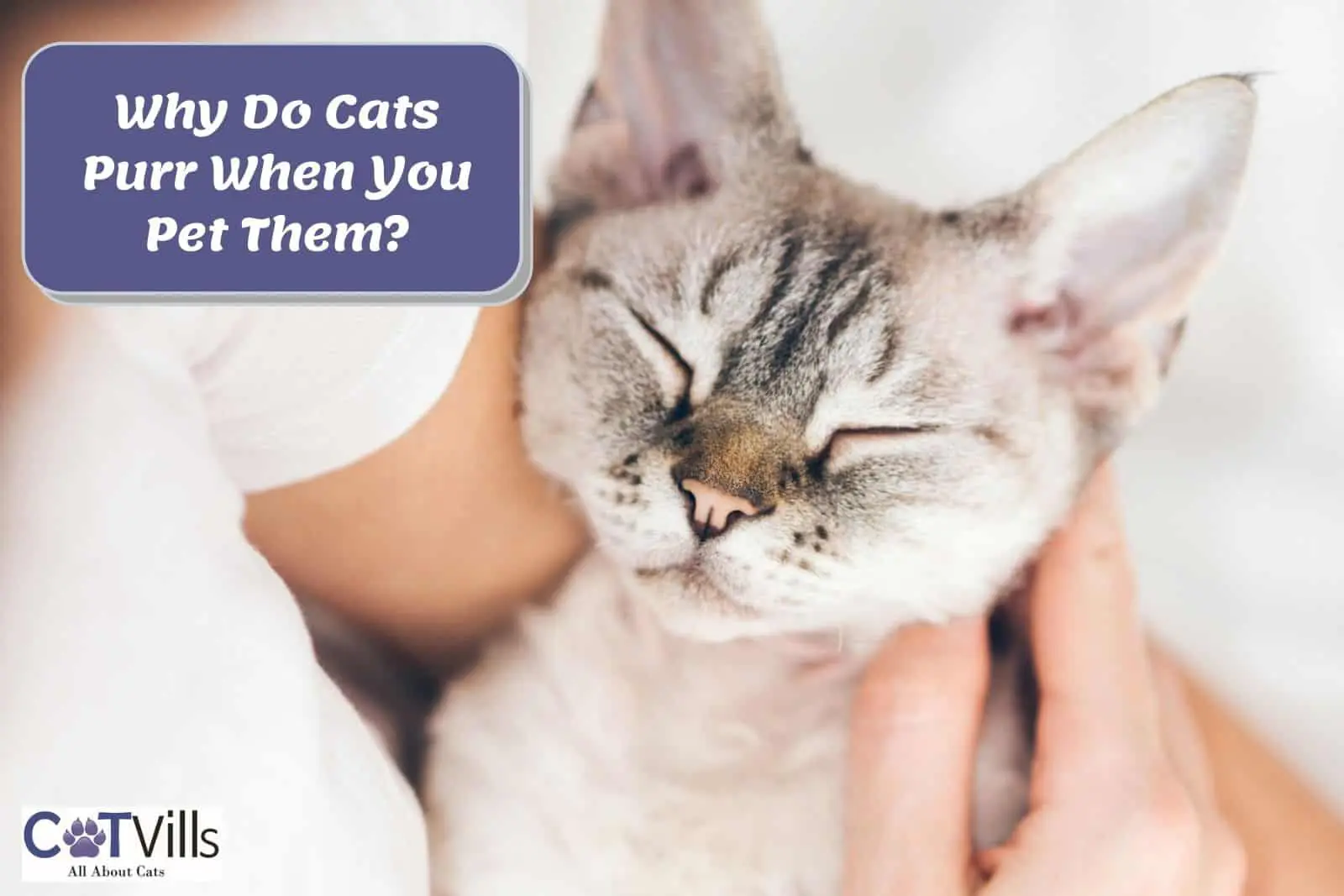 why-do-cats-purr