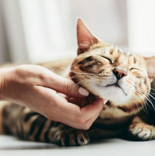 a cute tiger cat purring but why do cats purr when you pet them?