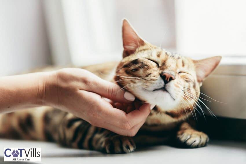 a cute tiger cat purring but why do cats purr when you pet them?