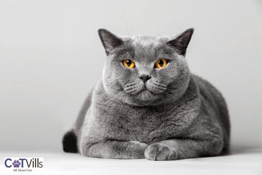a large grey cat with beautiful orange eyes