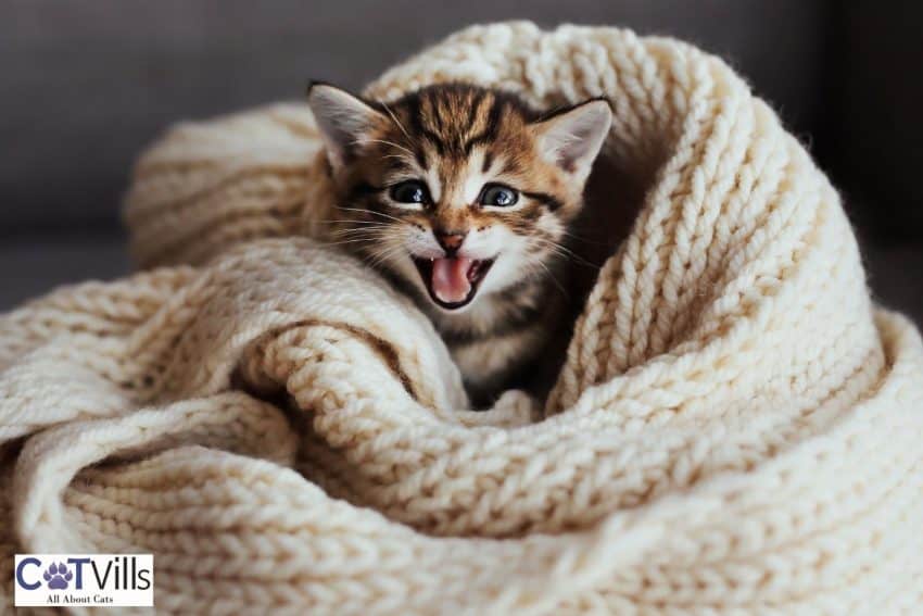 a crying kitten covered by a knitted blanket