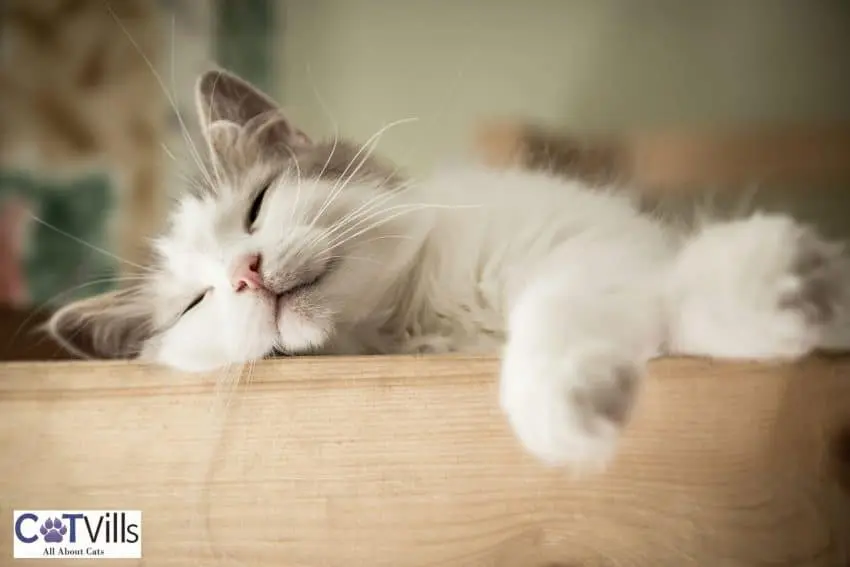 relaxed cat on top of a shelf