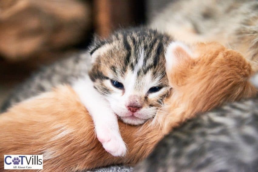 newborn kittens hugging each other
