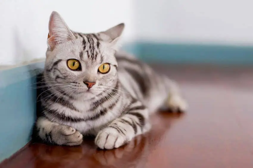 Grey striped American shorthair cat