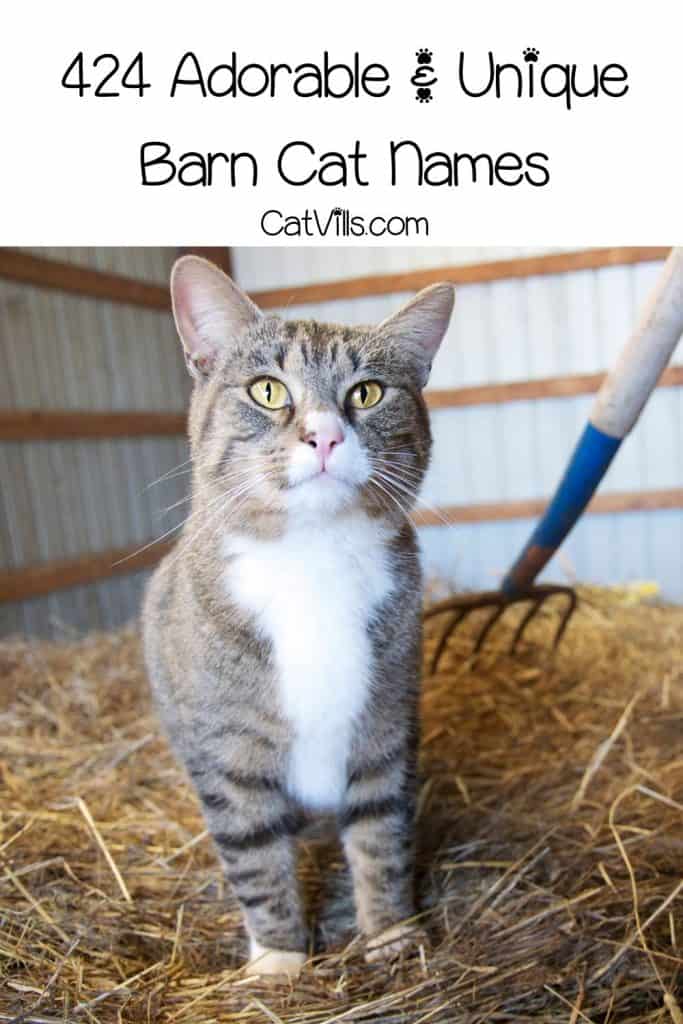 a very adorable tiger cat in the barn