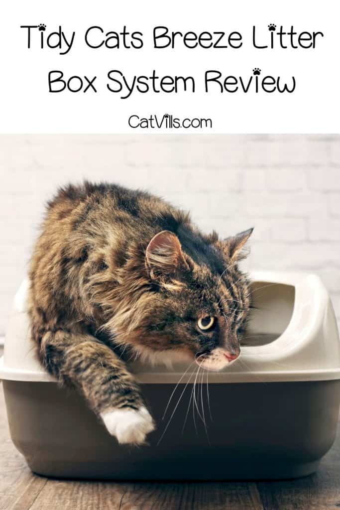 cat getting out of his litter box
