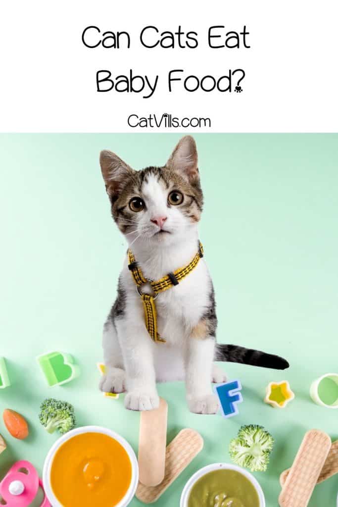 Baby food 2025 for kittens