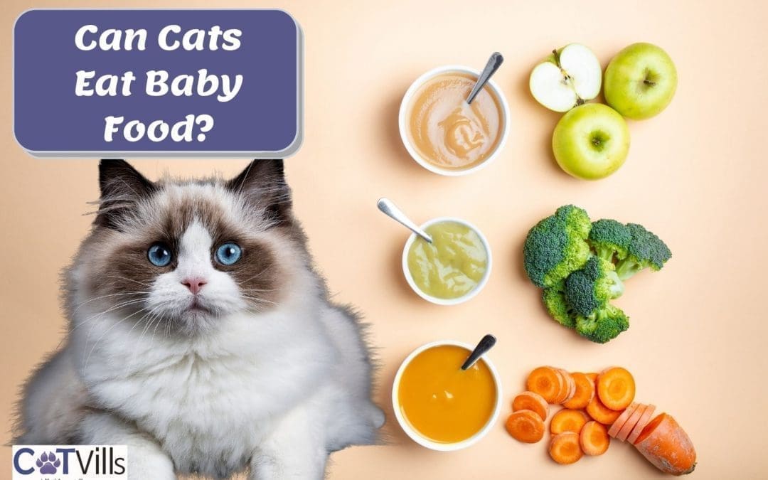 Can Cats Eat Baby Food? Is This Human Food Safe for Them?