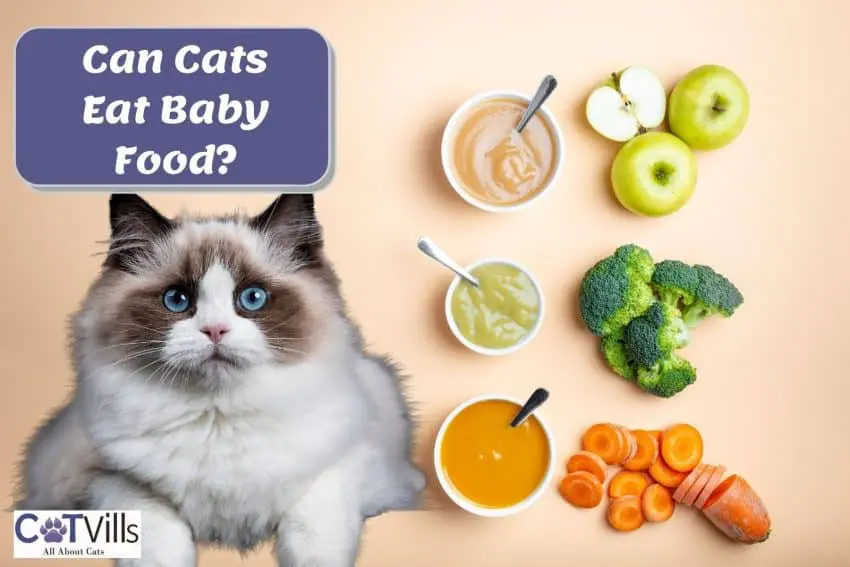 ragdoll cat with different baby foods: can cats eat baby food?