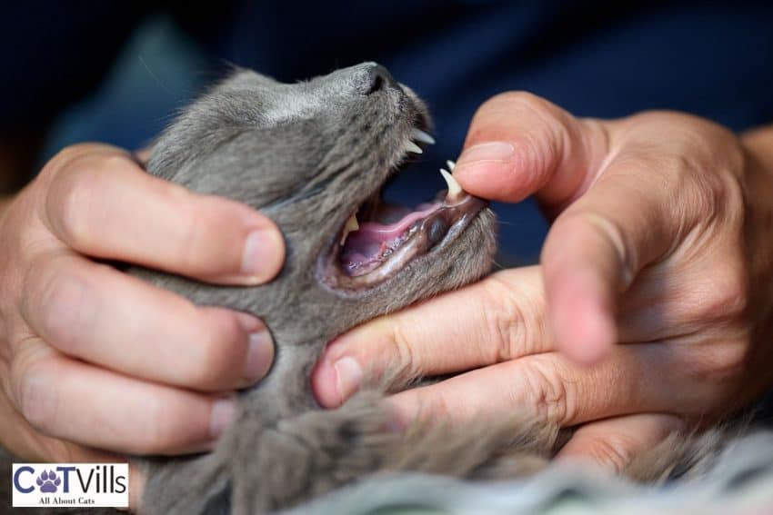 checking the cat's gums because the cat has diarrhea but seems fine