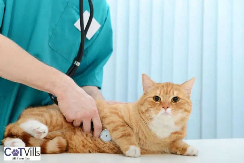 a ginger cat being checked by the vet