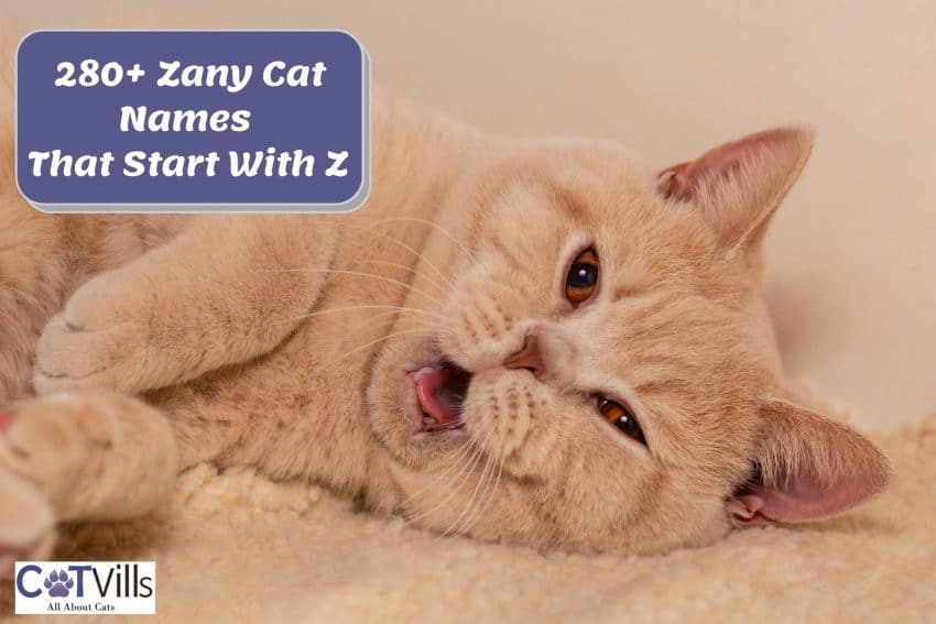 pretty brown cat yawning with a signage "cat names that start with z"