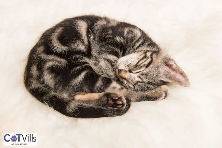 All Curled-Up cat sleeping position