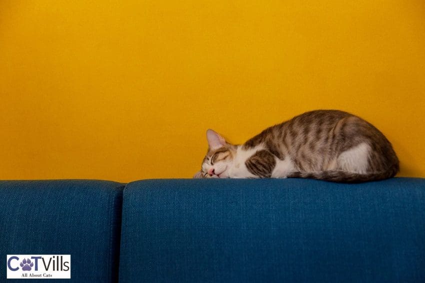 cat sleeping on top of a sofa