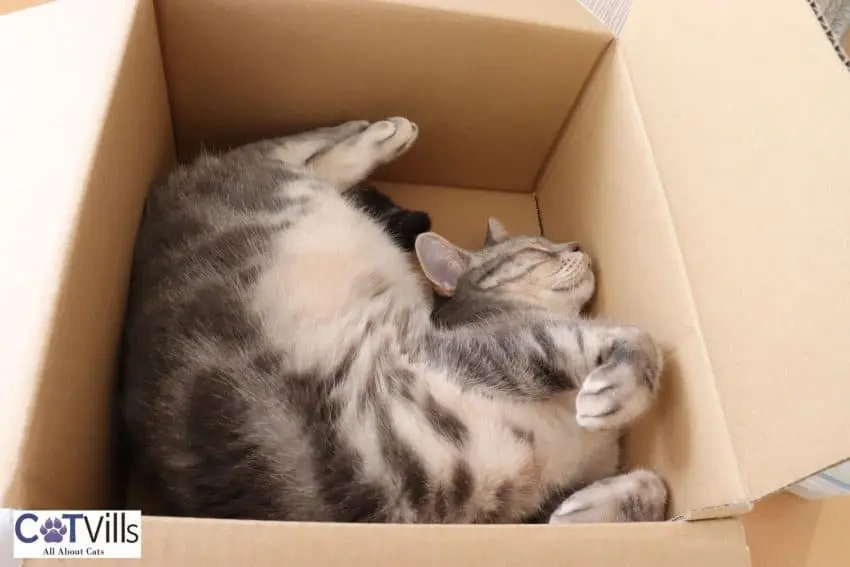 cat deeply sleeping in the box