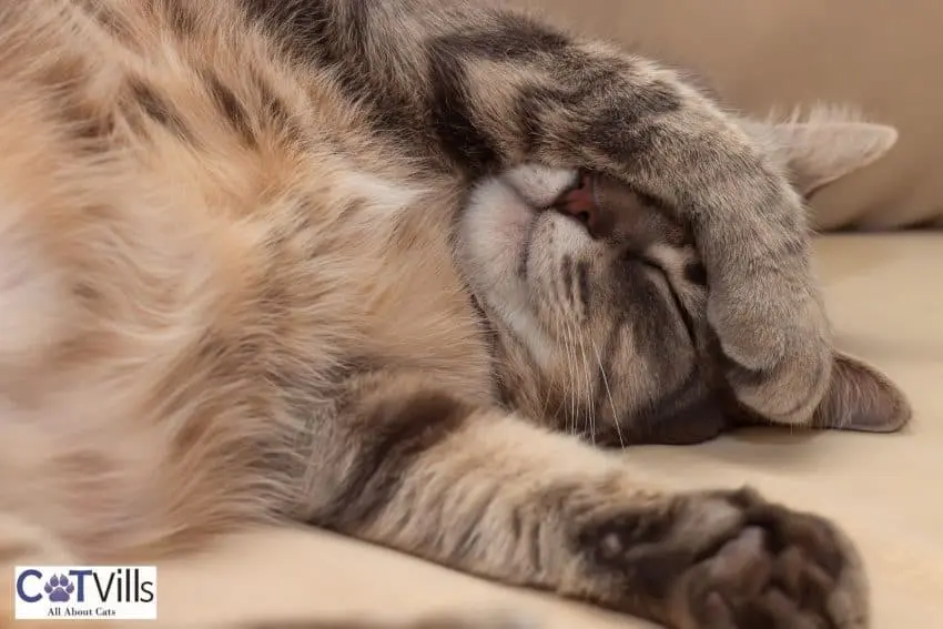 cat hiding her face with her paw while sleeping