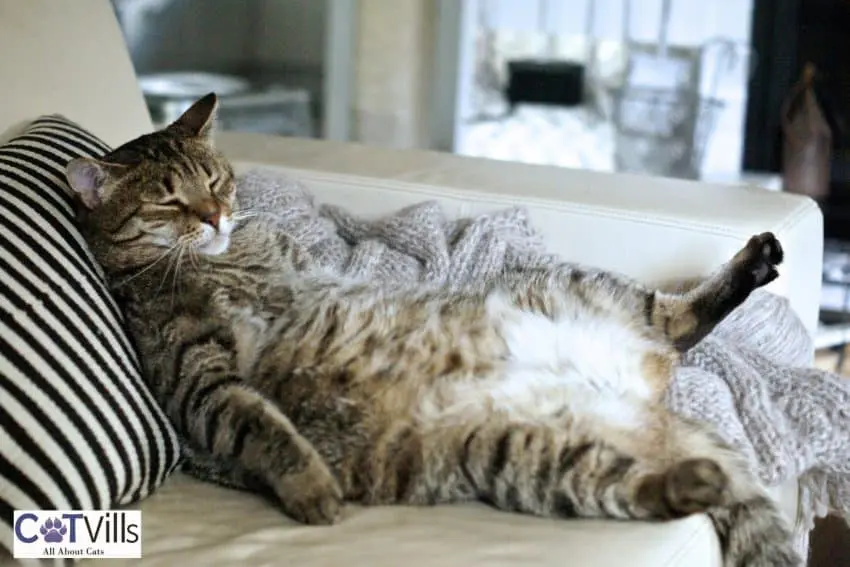 cat sleeping with his belly-up, one of the cutest cat sleeping positions