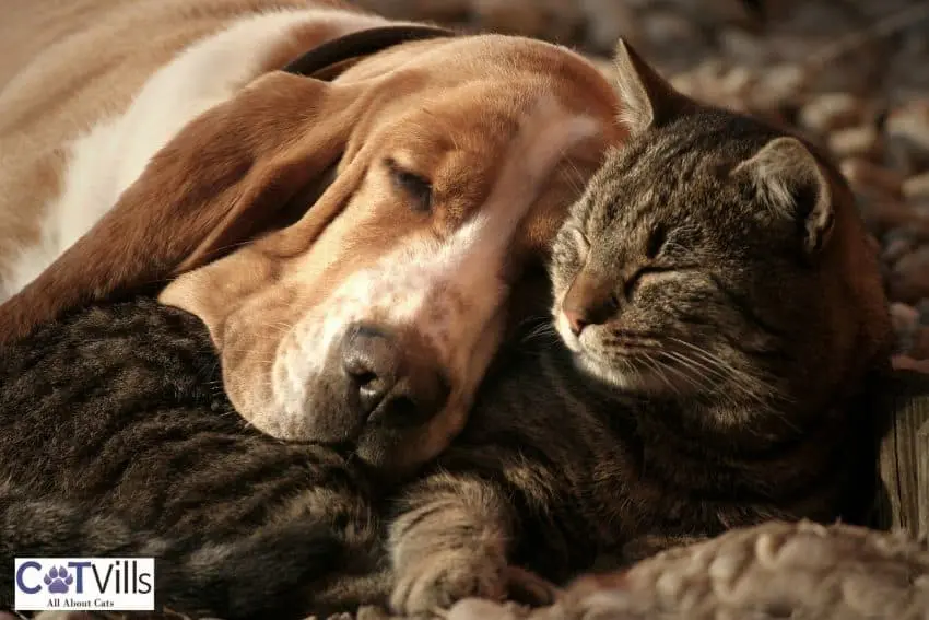 a cat sleeping with his dog friend