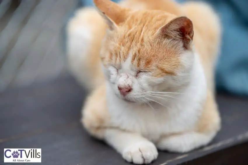 ginger cat on a loaf position