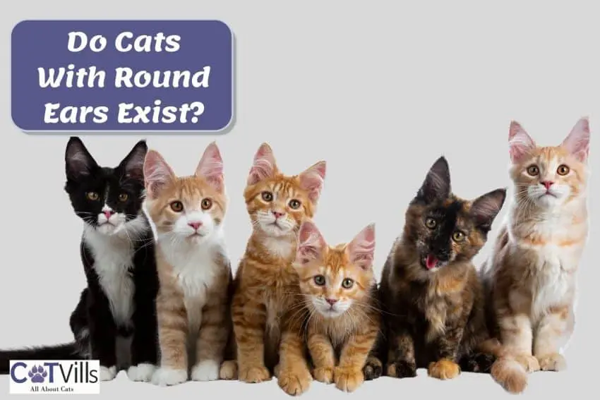 6 big-eared cats sitting with each other but do cats with round ears breed exist?