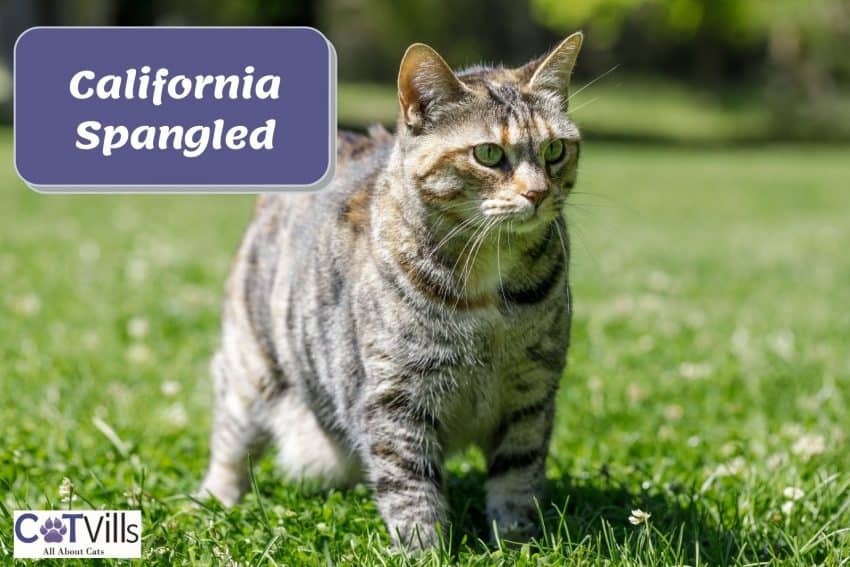 California Spangled cat walking on the grasses