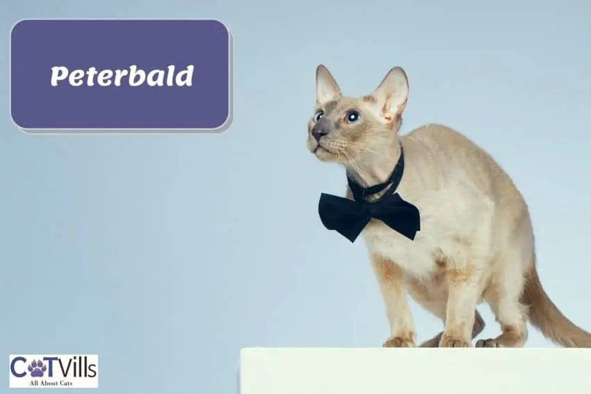 Peterbald cat with a black bow tie