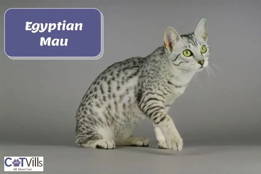 Egyptian Mau with large green eyes