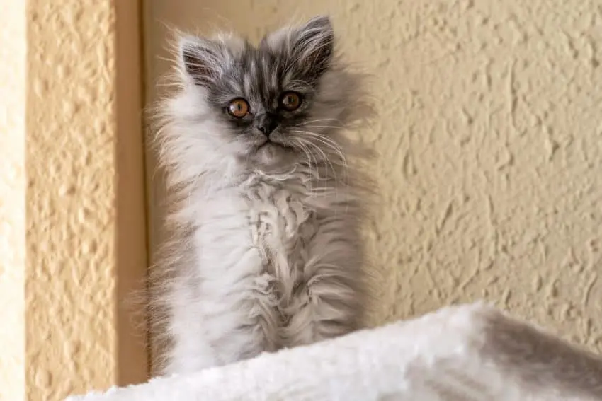 Grey turkish angora kitten on the beige background closeup.Grey kitten, looking at camera. World Pet Day.