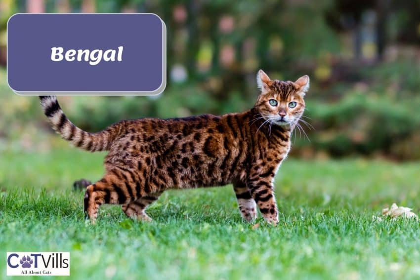 a beautiful Bengal cat roaming around the garden