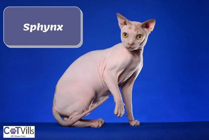 Sphnyx with a blue background