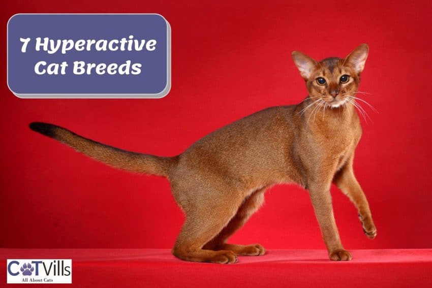 brave-looking Abyssinian cat, one of the most hyperactive cat breeds
