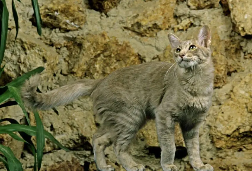 gray oriental longhair cat breed