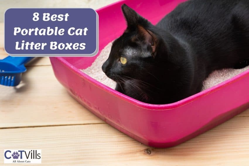 bombay cat sitting on his portable litter box