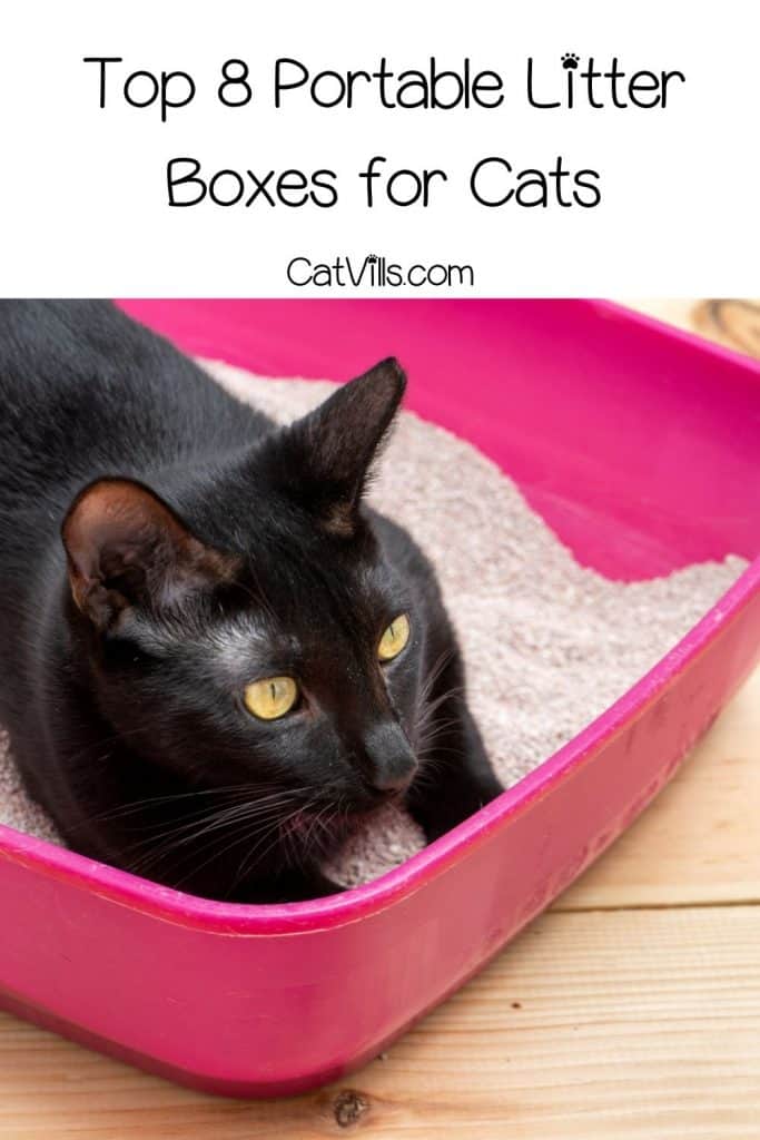 a bombay cat on his portable litter box