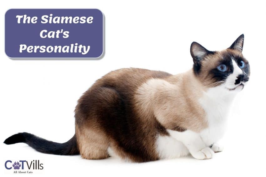 side view of a very adorable Siamese cat: siamese cat personality