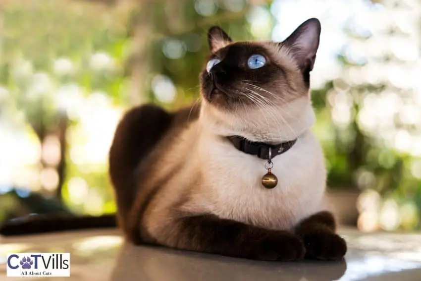 a well-tempered Siamese cat (Siamese cat personality)