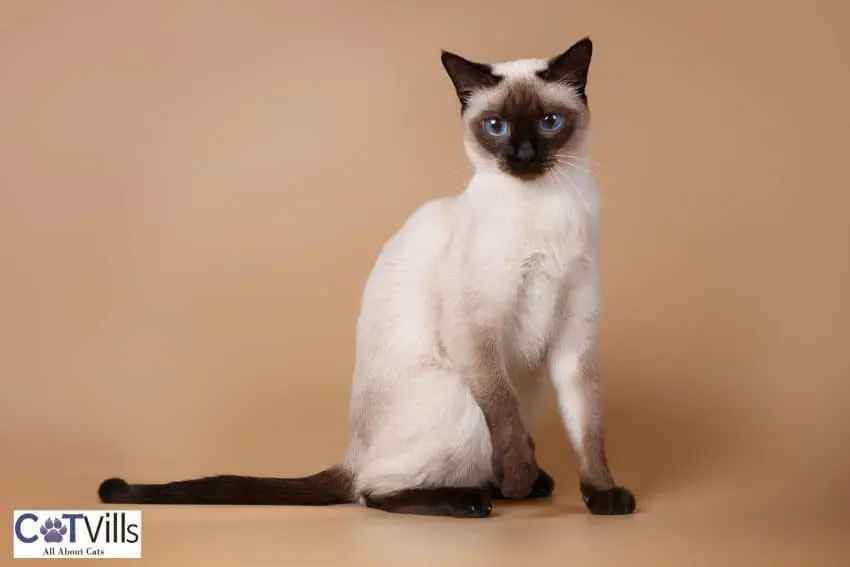 super cute young Siamese cat with plain brown background