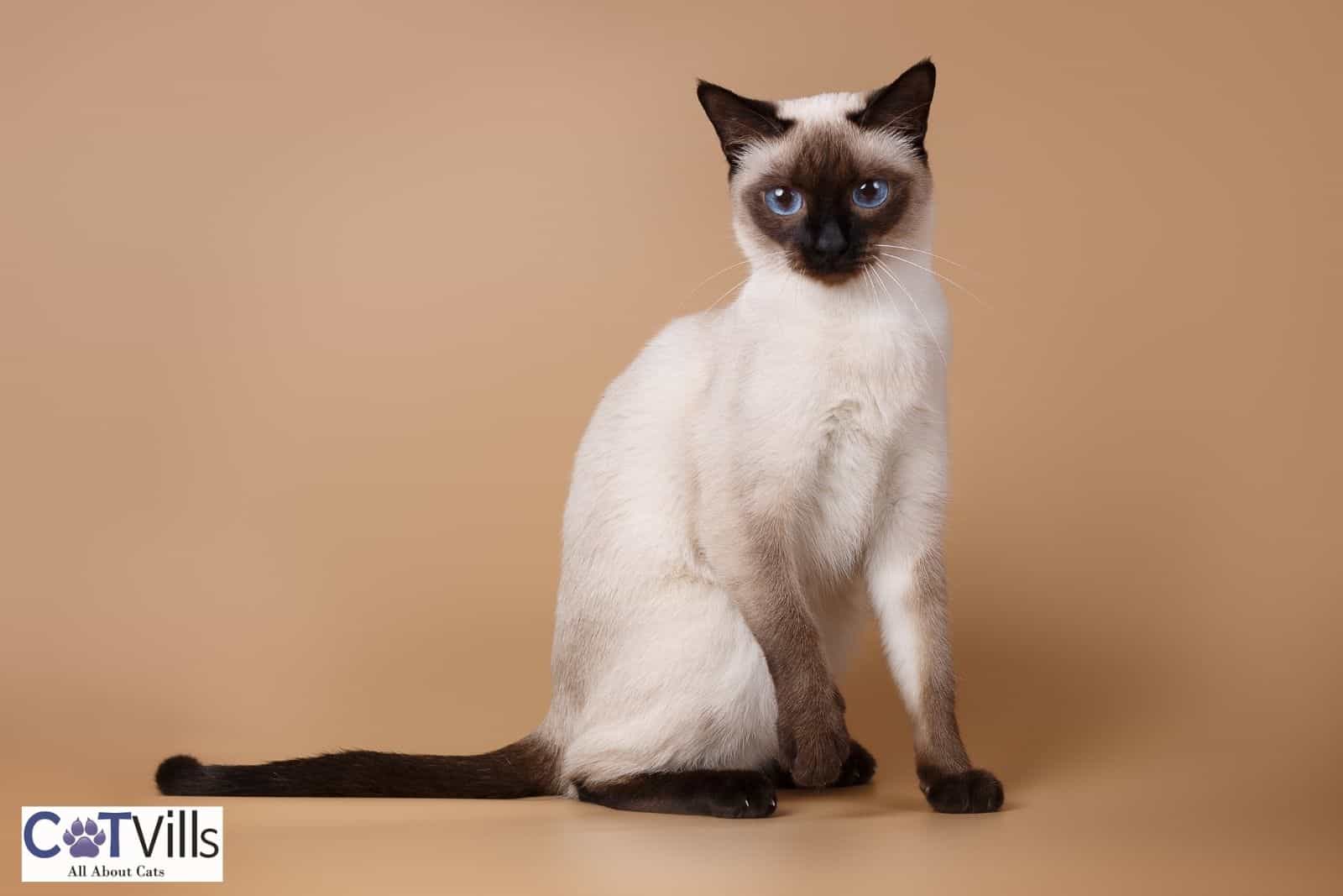 11-types-of-siamese-cats-which-one-do-you-like-the-most