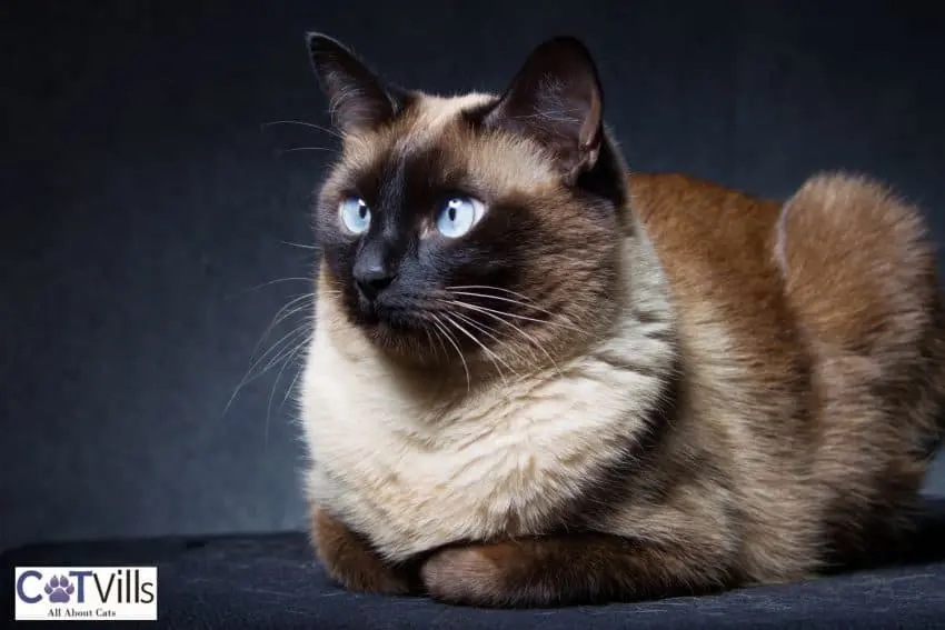 Siamese cat in a loaf position