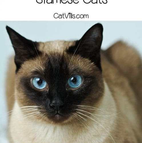 a cute blue-eyed siamese cat: siamese cat personality