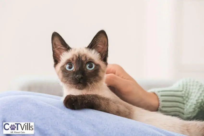 an affectionate Siamese cat sitting on her owner's lap