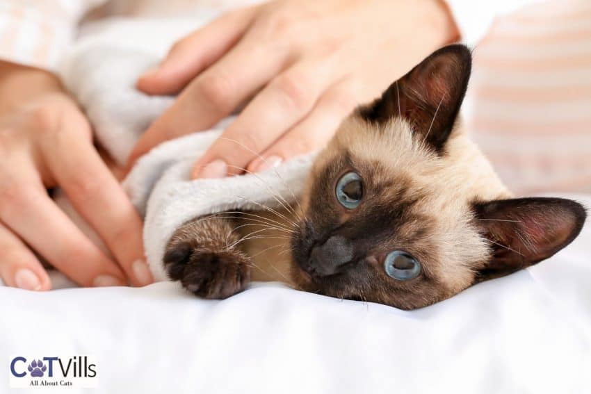 Siamese cat lying on the bed with a soft blanket