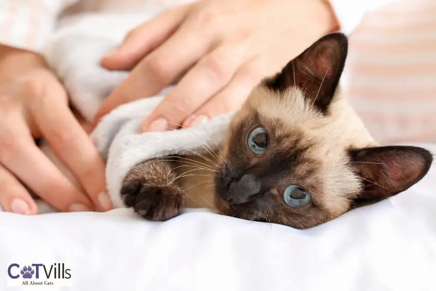 The Siamese Cat Personality Amazing Facts You Need To Know