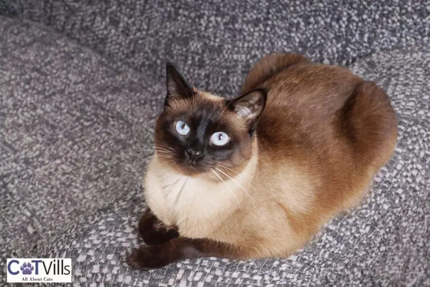 a big, fluffy Siamese cat sitting on the couch