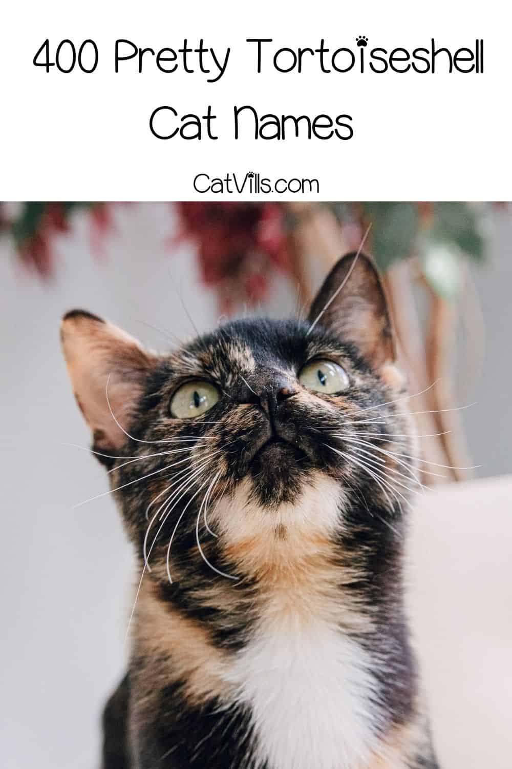 428 Tortoiseshell Cat Names That Celebrate their Unique Coat